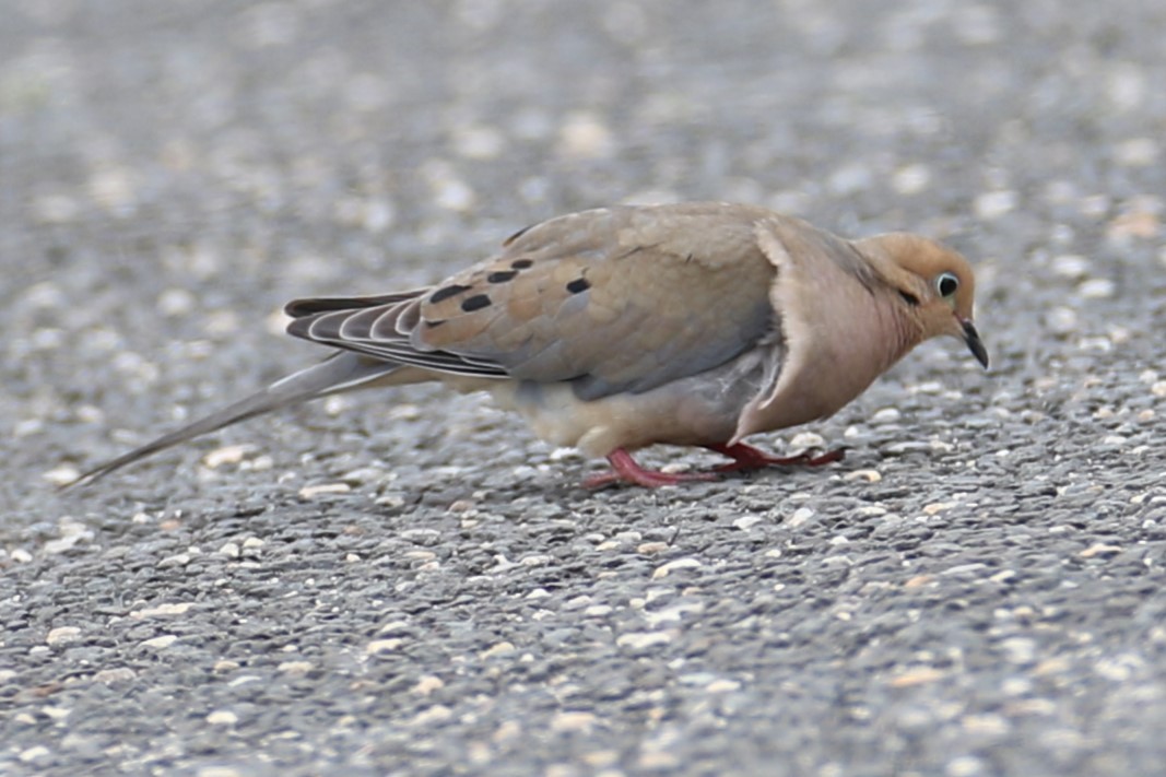 Mourning Dove - michael vedder