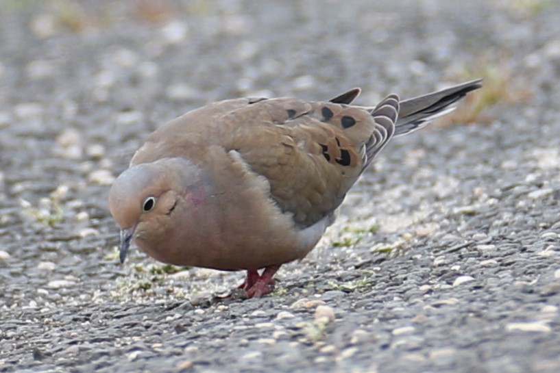 Mourning Dove - michael vedder