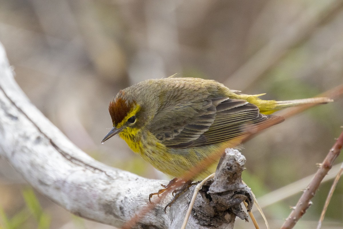 Palm Warbler - Maurice Pitre