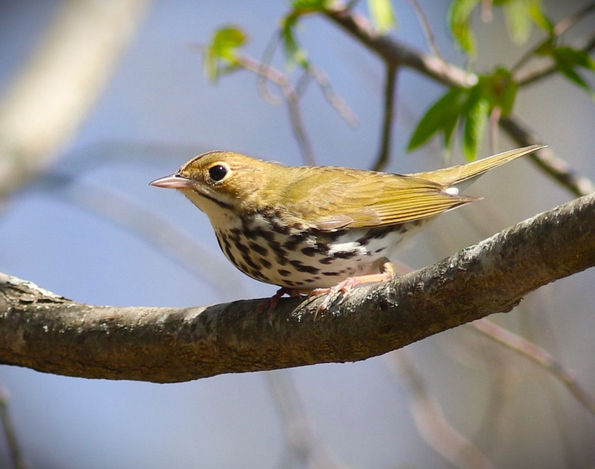 Ovenbird - Vicky Burke