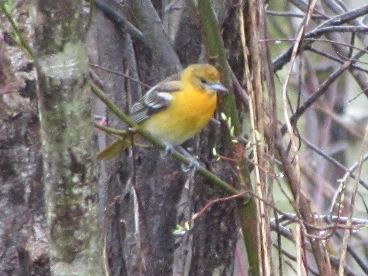 Baltimore Oriole - Nancy Brown