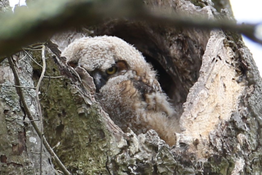 Great Horned Owl - ML618212041