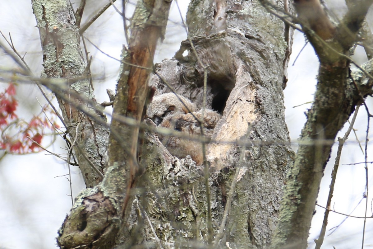 Great Horned Owl - ML618212044