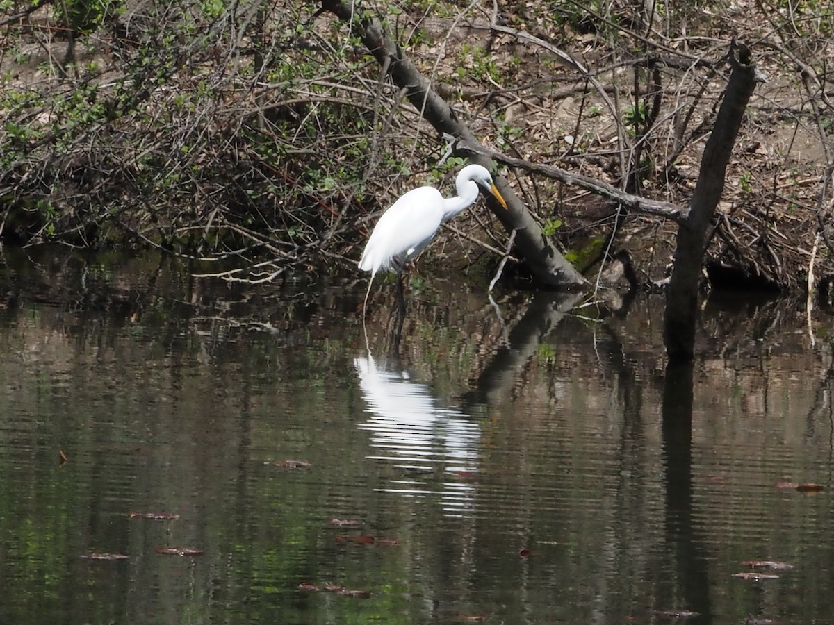 Great Egret - Bob Maddox