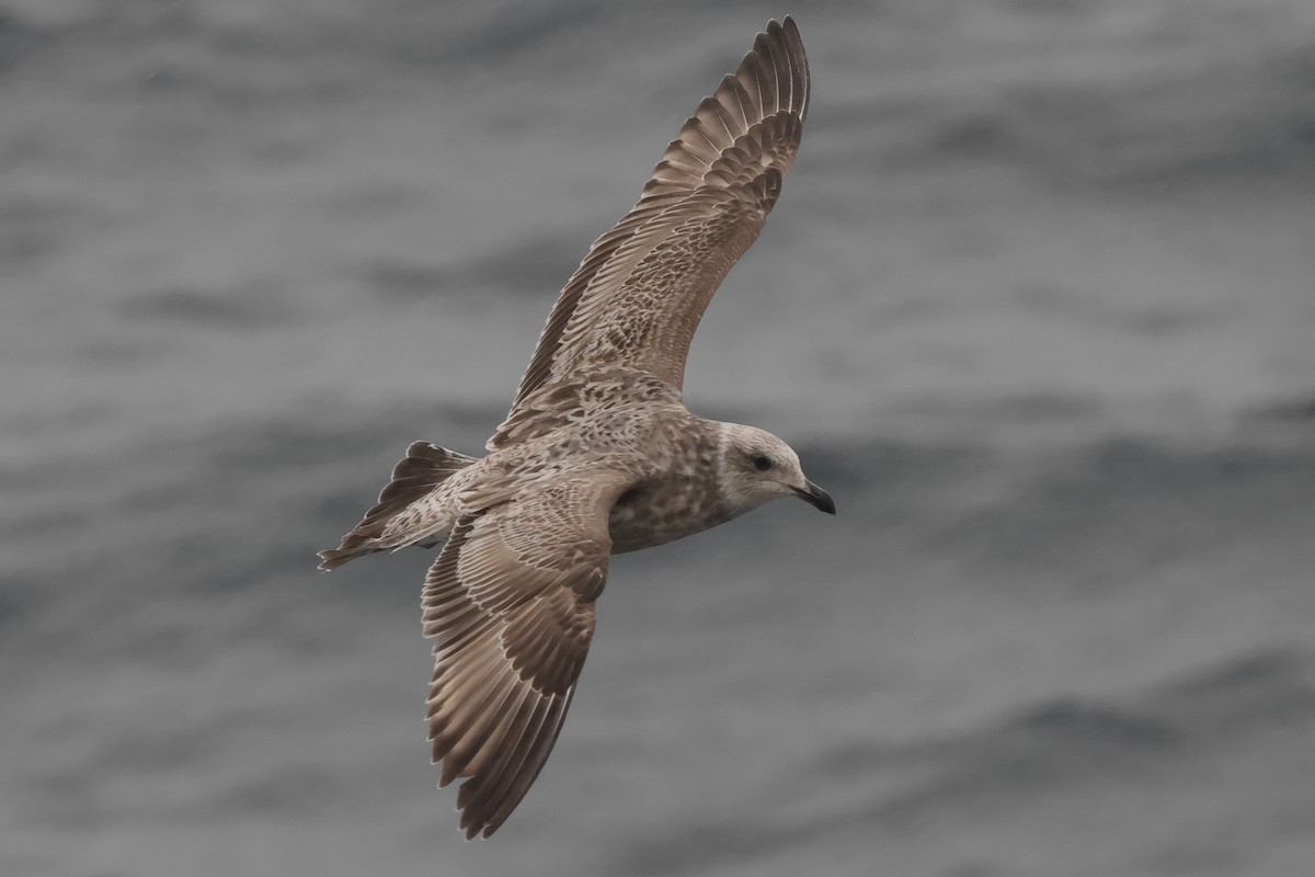 Lesser Black-backed Gull (taimyrensis) - ML618212054