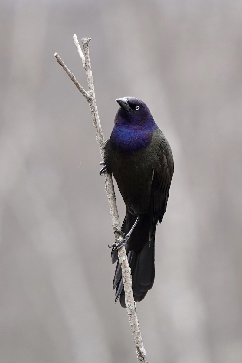 Common Grackle - ML618212065