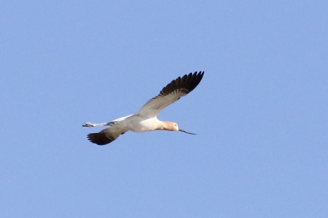 American Avocet - Carol Ortenzio