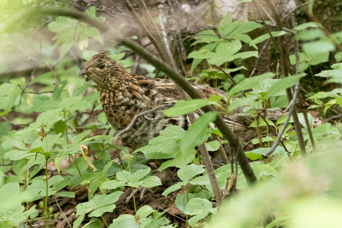 Ruffed Grouse - Johanne Cousineau