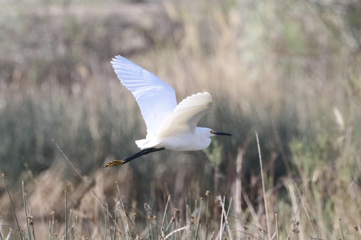 Snowy Egret - ML618212075