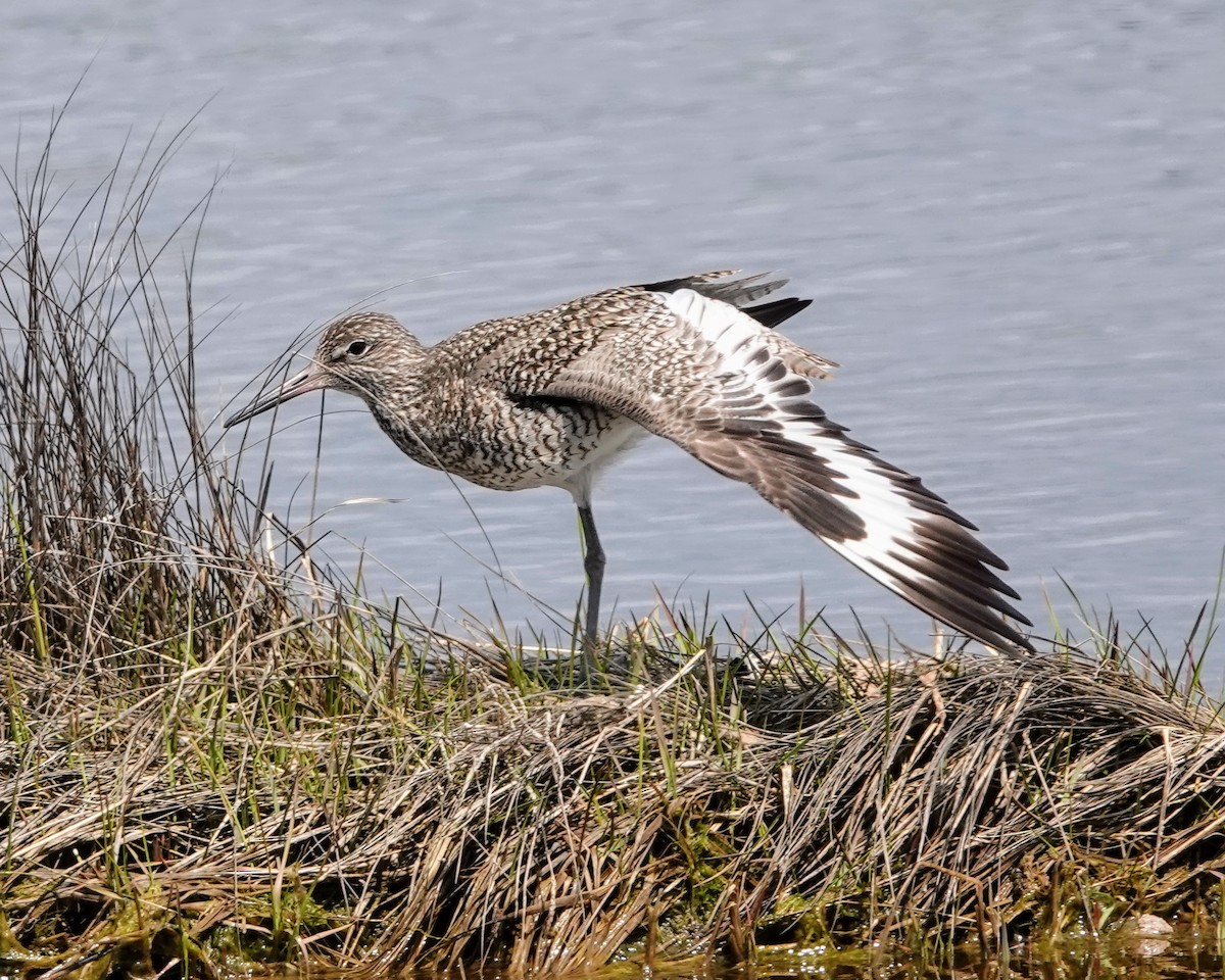 Willet - Celeste Echlin