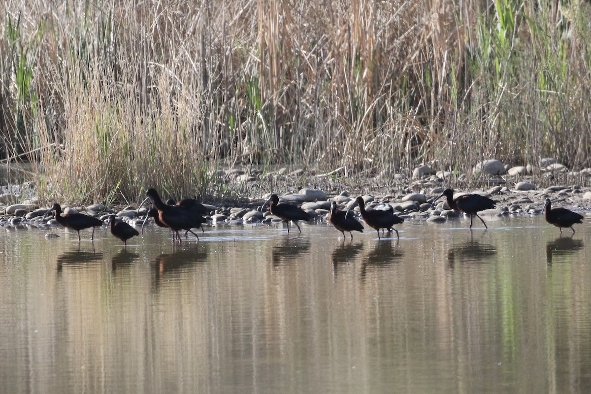 White-faced Ibis - ML618212084