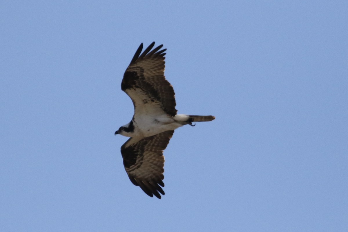 Águila Pescadora - ML618212088