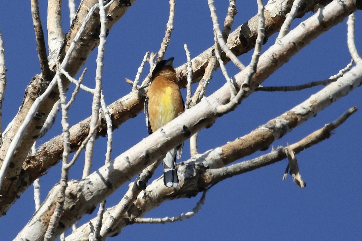 Black-headed Grosbeak - ML618212095