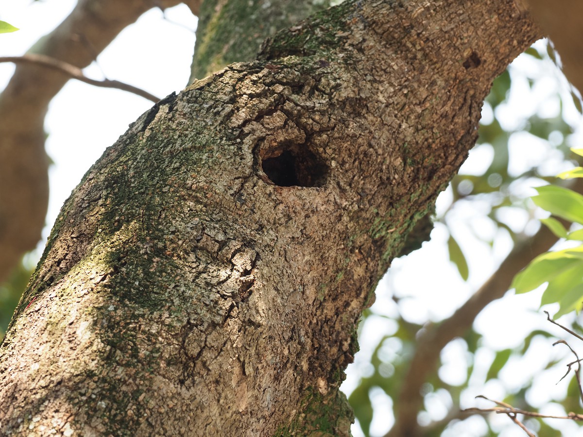 Taiwan Barbet - ML618212103