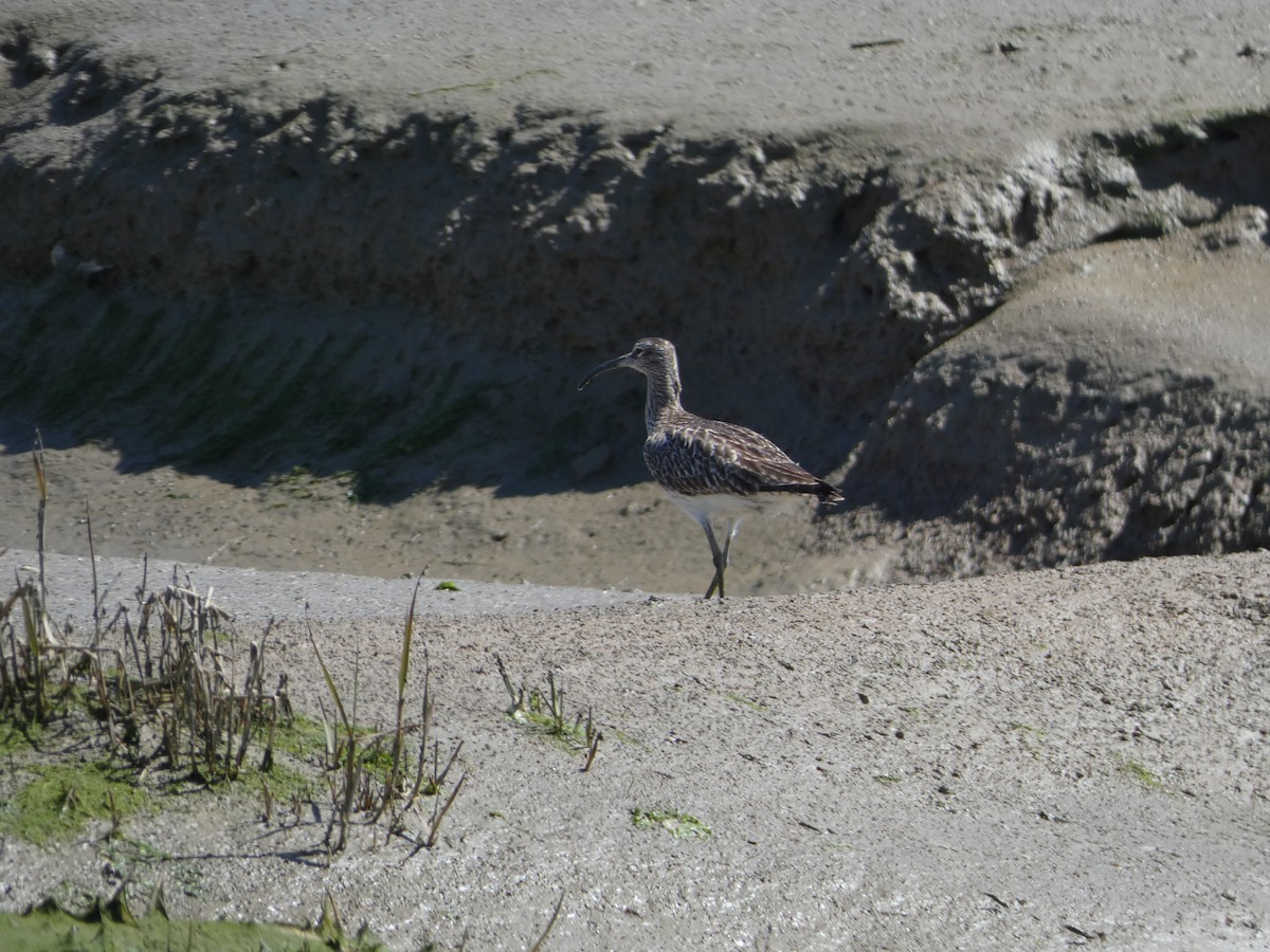 Whimbrel - Matthew Rowell