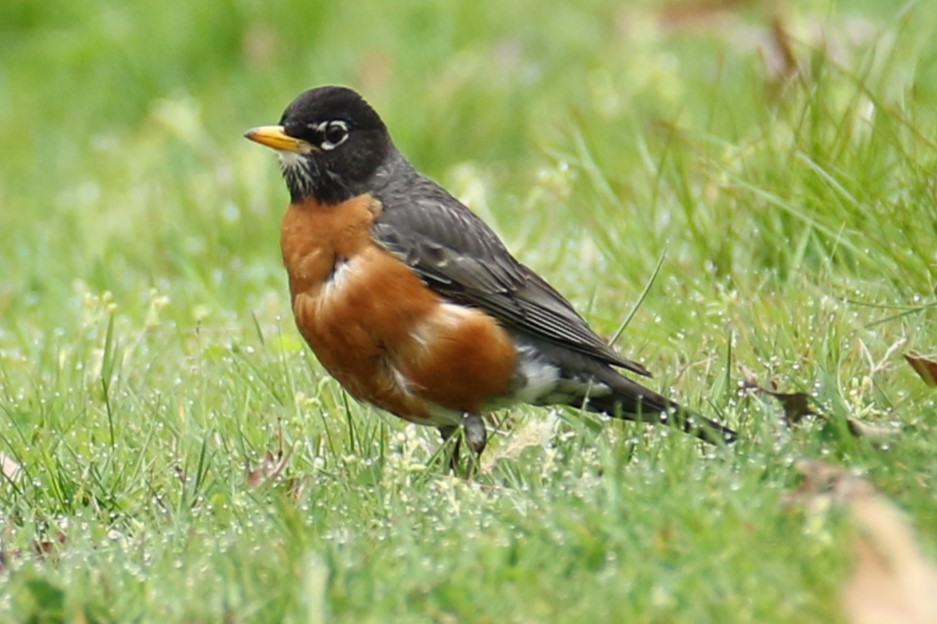 American Robin - michael vedder