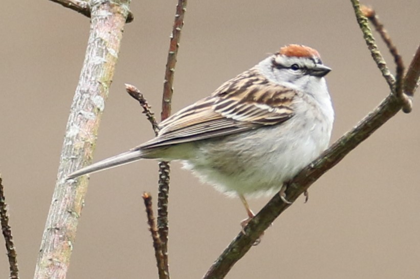 Chipping Sparrow - michael vedder