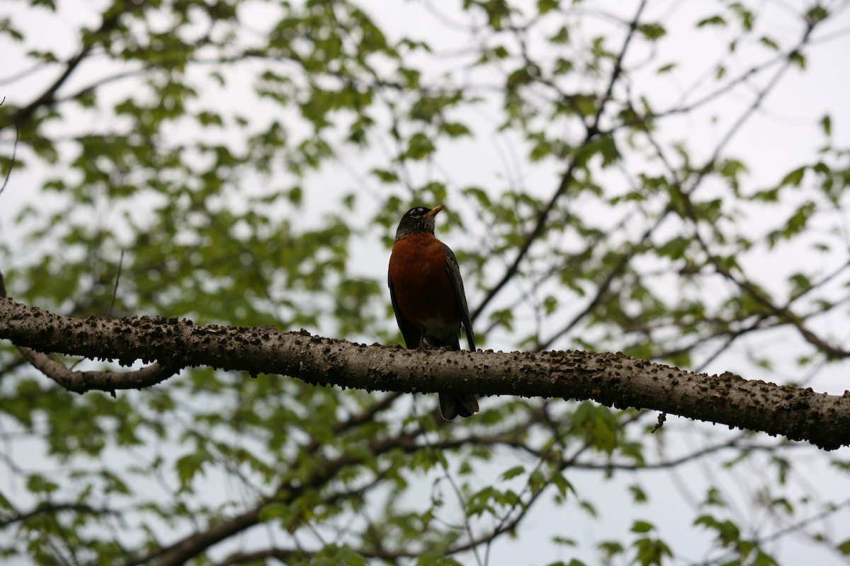 American Robin - Tyler Pearson