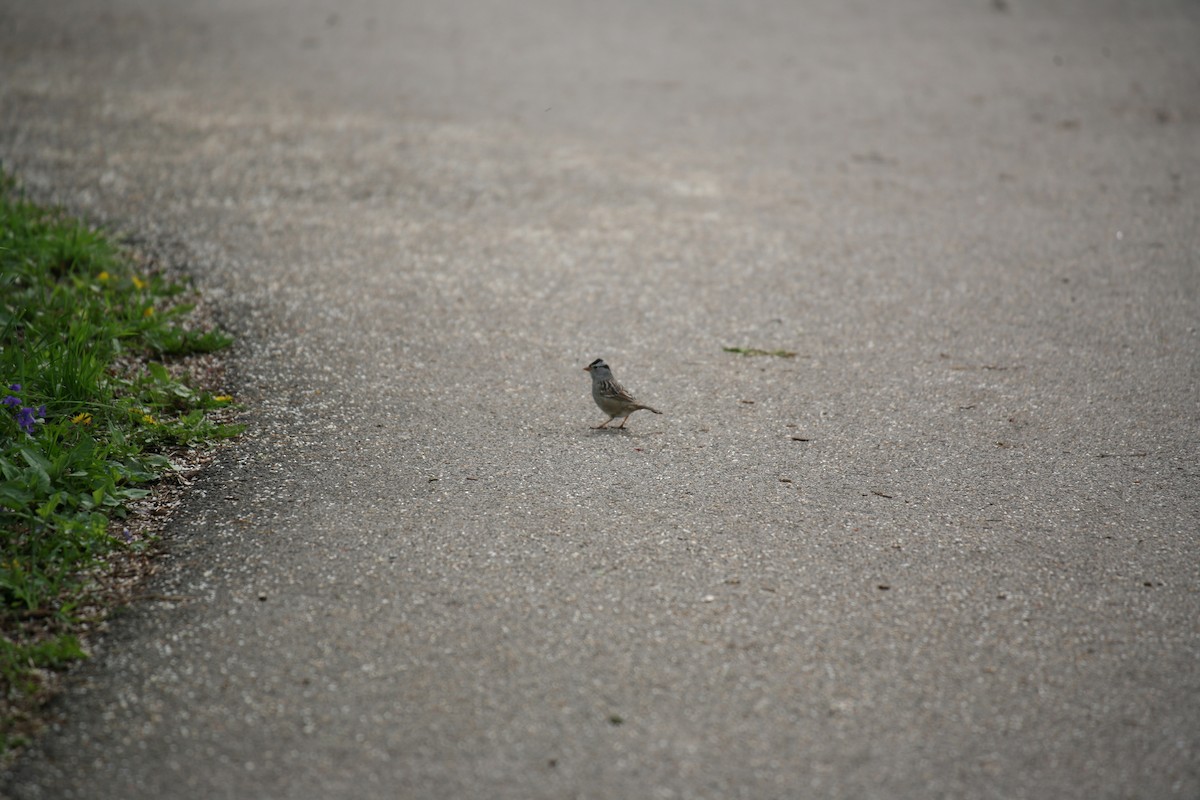 White-crowned Sparrow - Tyler Pearson