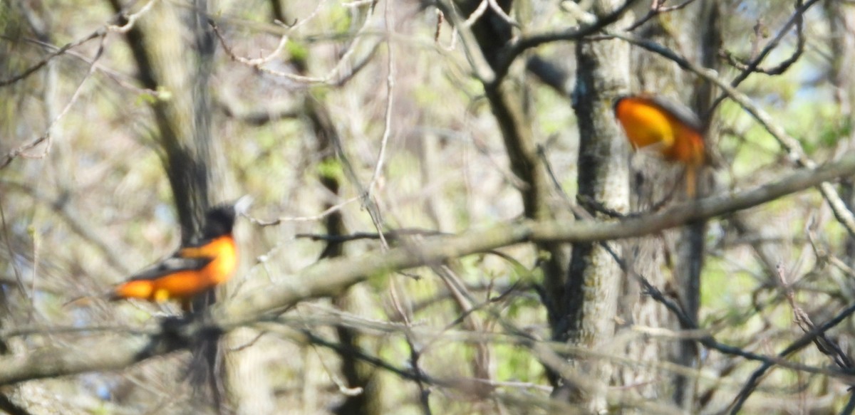 Baltimore Oriole - Brent Daggett