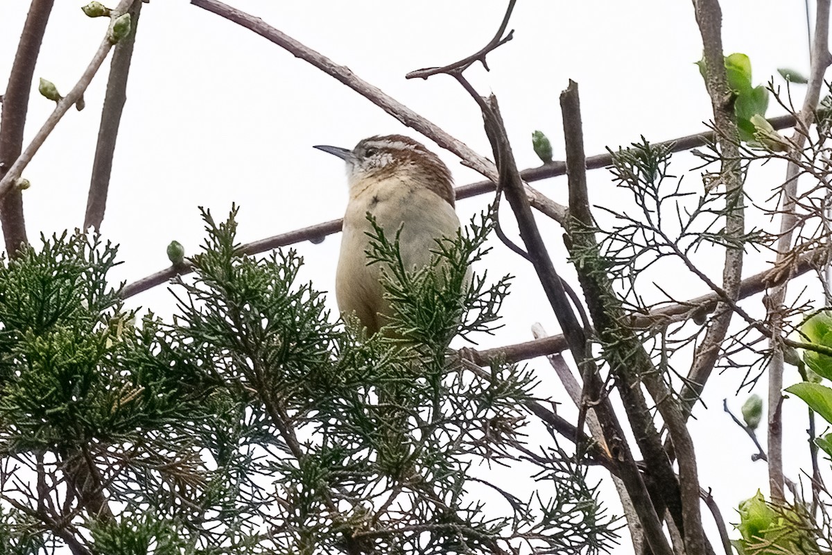 Carolina Wren - Shori Velles