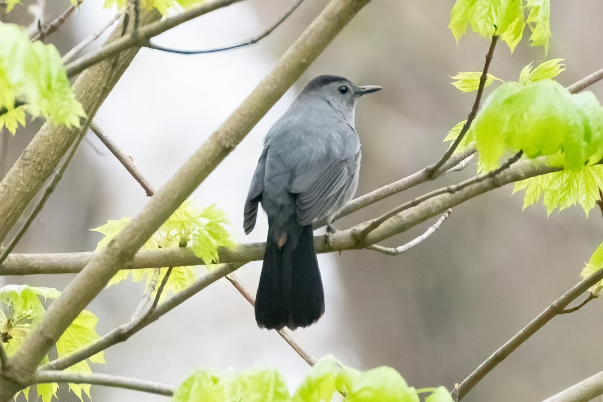 Gray Catbird - Shori Velles