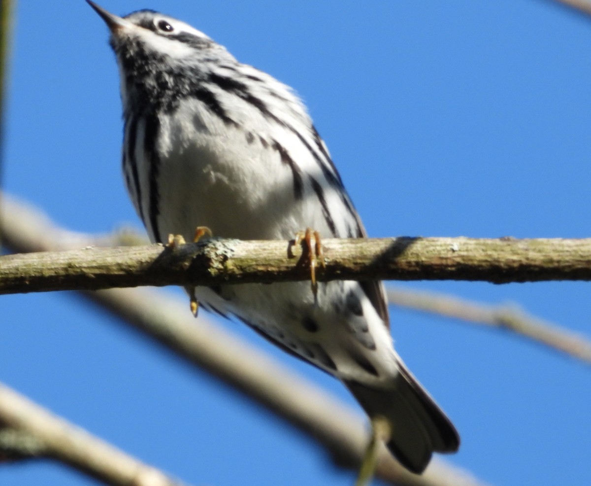 Black-and-white Warbler - Brent Daggett