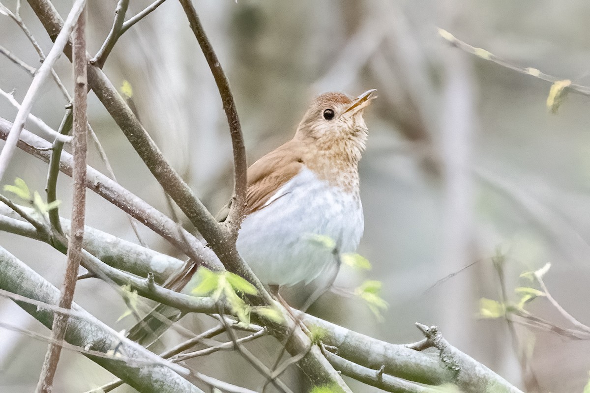 Veery - Shori Velles