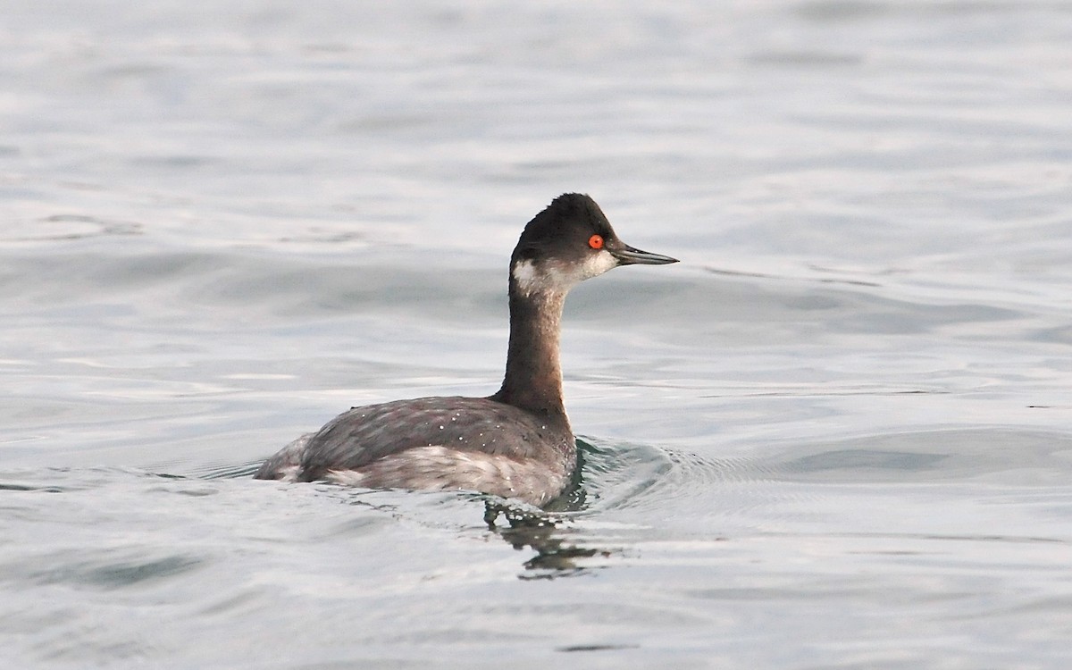 Eared Grebe - Steve Pearl