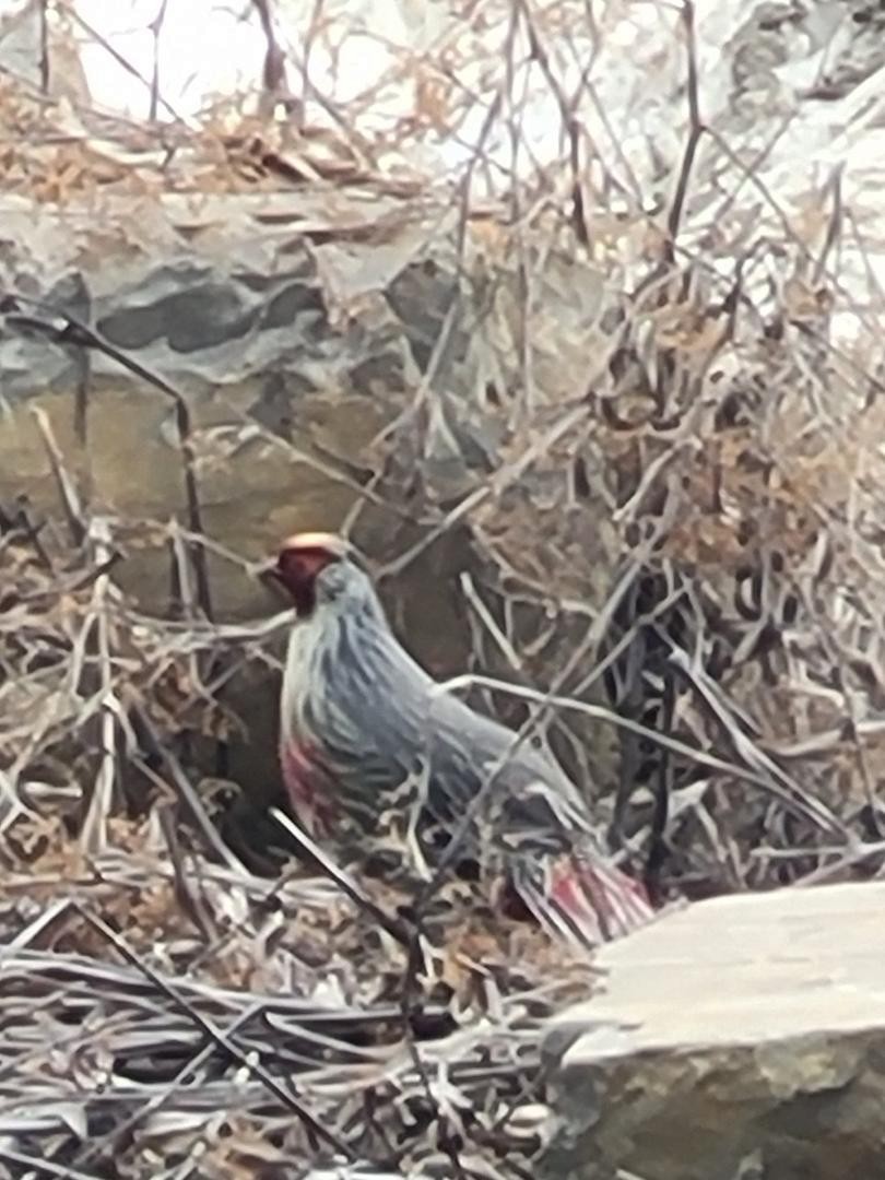 Blood Pheasant - ML618212212