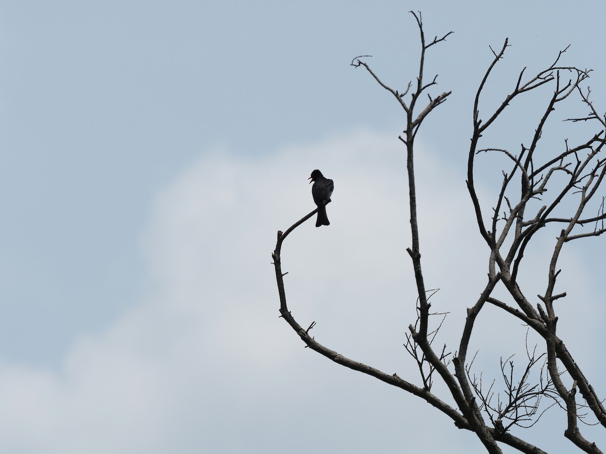 Black Bulbul - 芳色 林