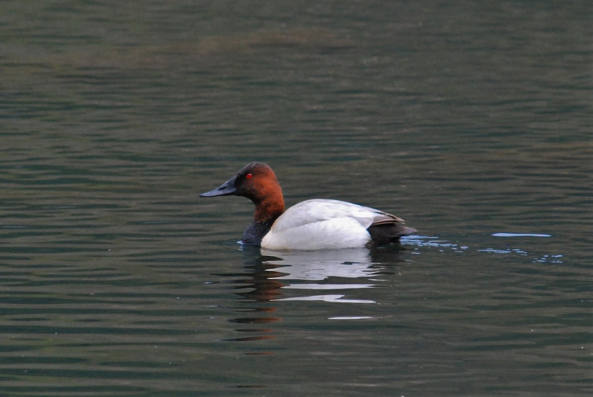 Canvasback - Gary Davidson