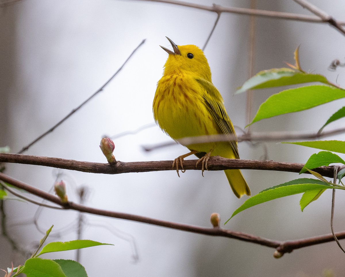 Yellow Warbler - Tom Warren