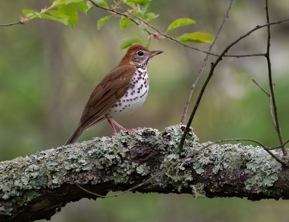 Wood Thrush - Tom Warren