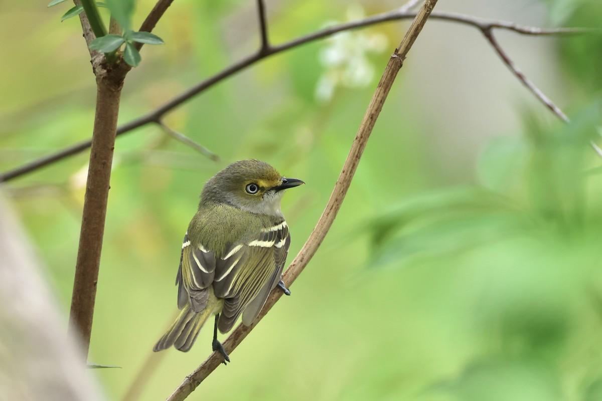 White-eyed Vireo - ML618212251