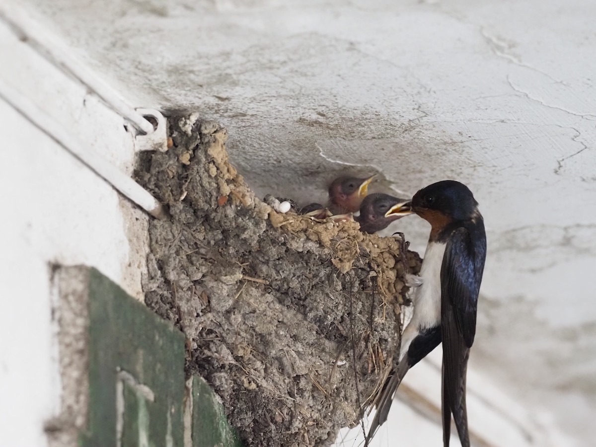 Barn Swallow - ML618212265