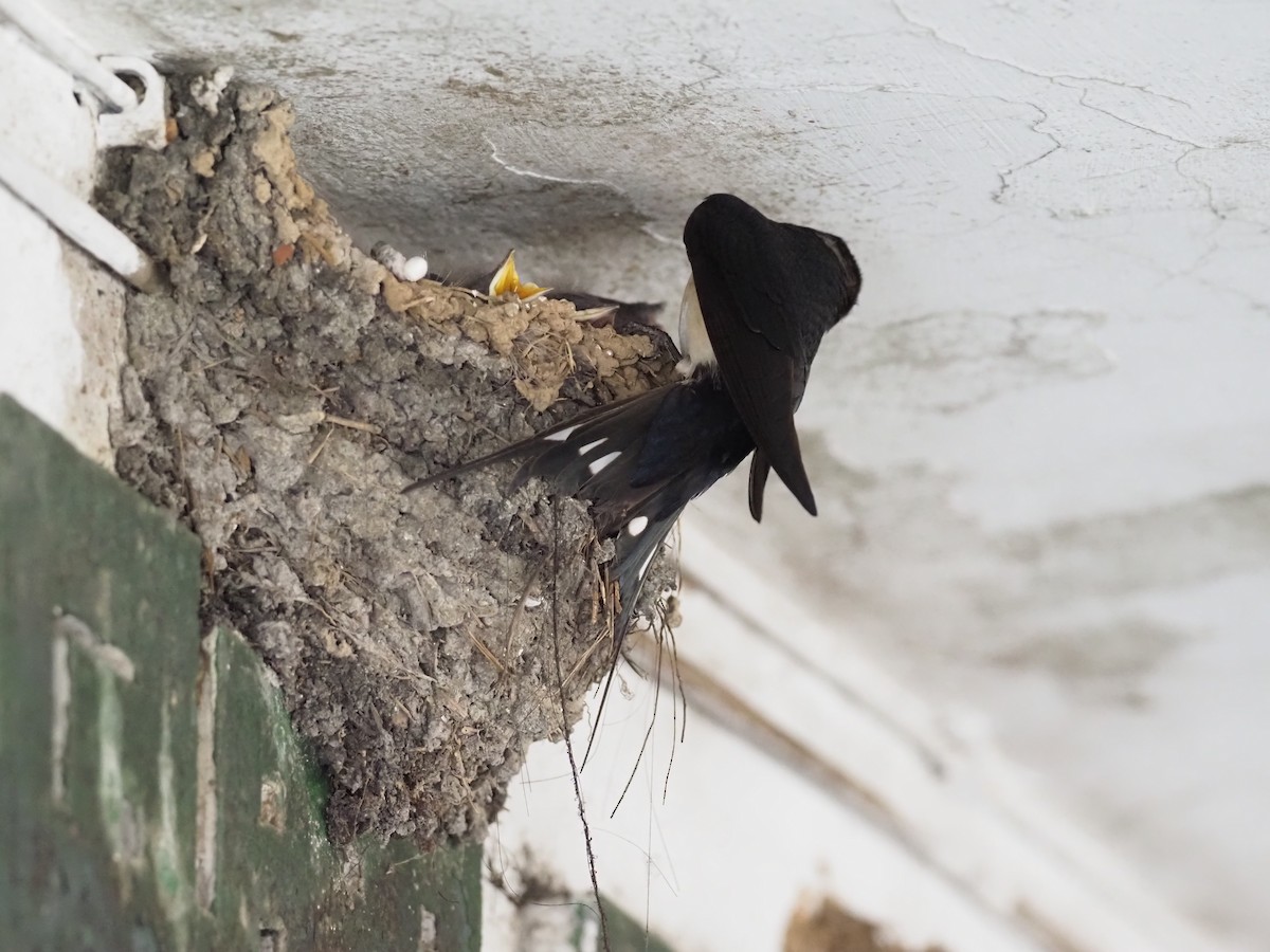 Barn Swallow - ML618212266