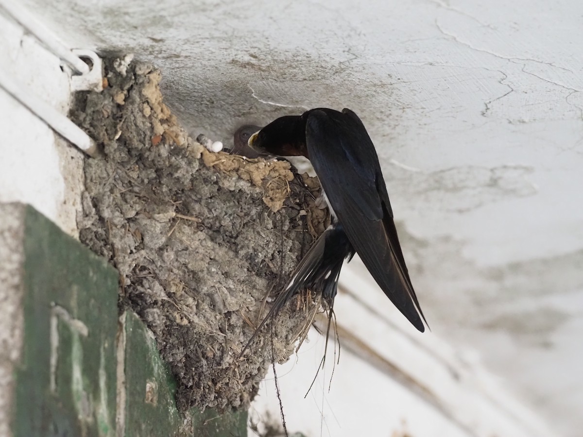 Barn Swallow - ML618212269