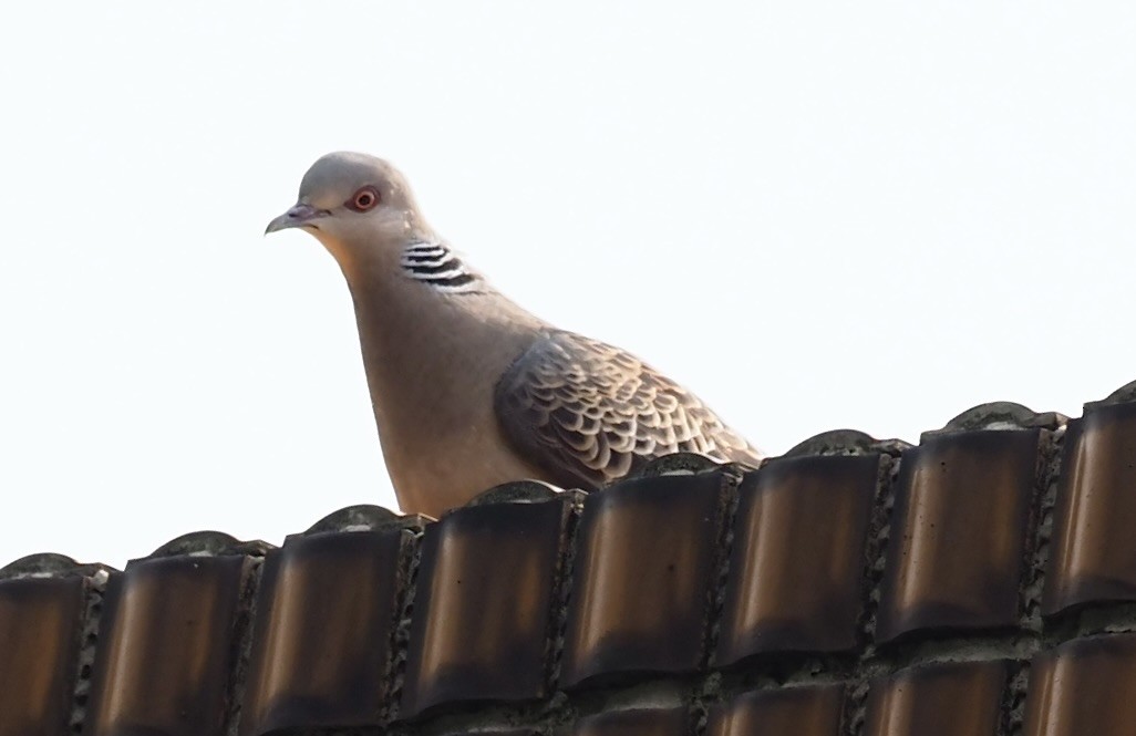 Oriental Turtle-Dove - 芳色 林