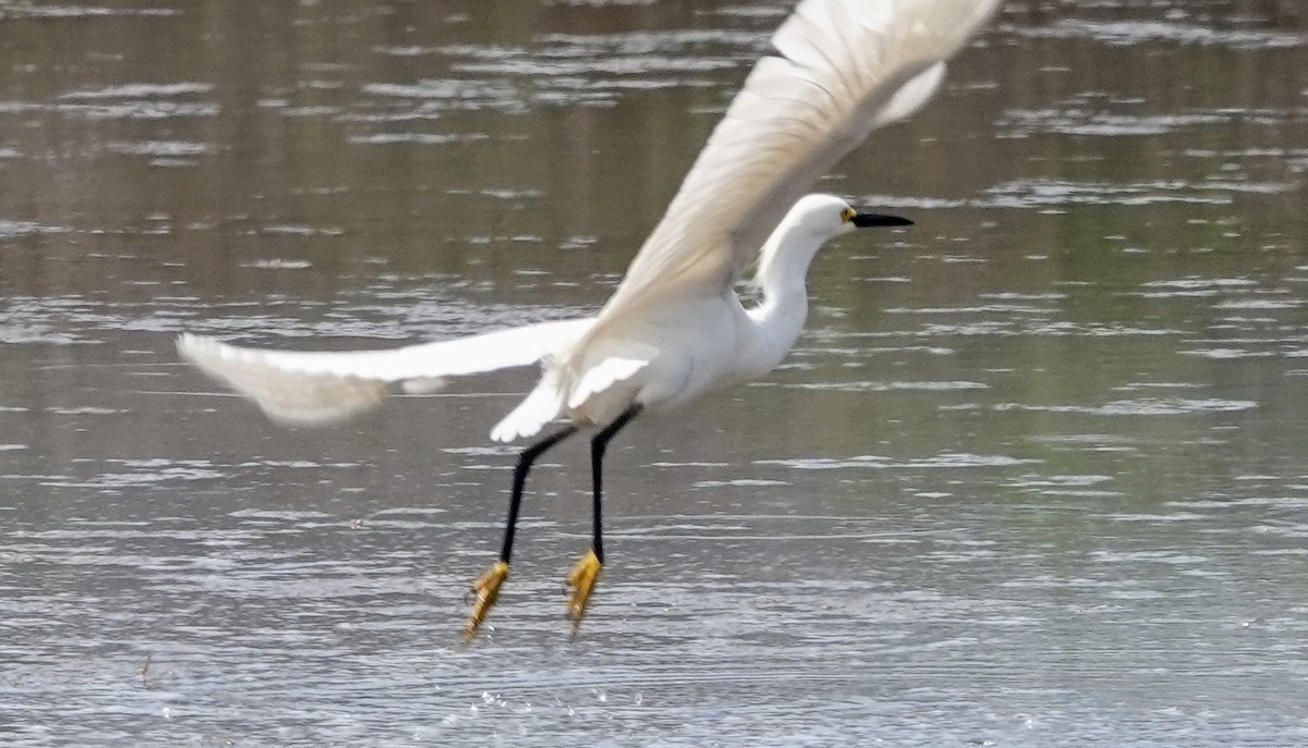 Snowy Egret - Celeste Echlin