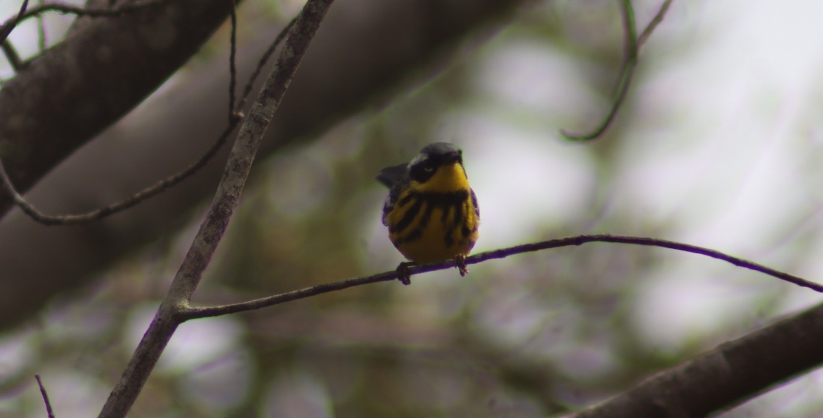 Magnolia Warbler - BJ dooley