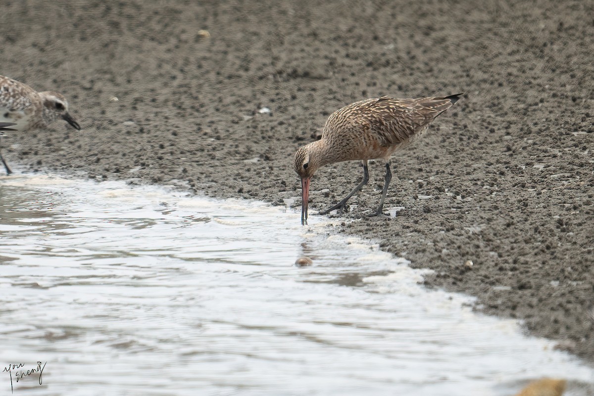 Bar-tailed Godwit - You-Sheng Lin