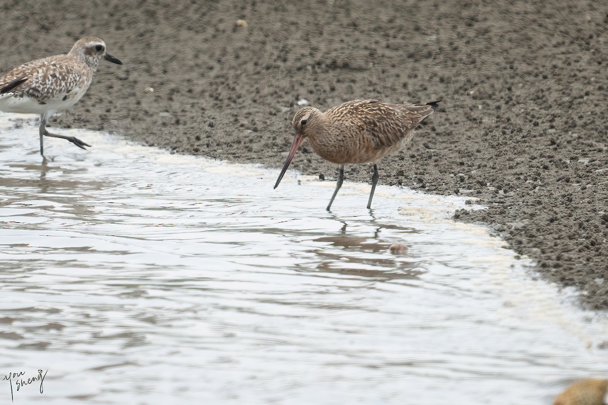 Bar-tailed Godwit - You-Sheng Lin