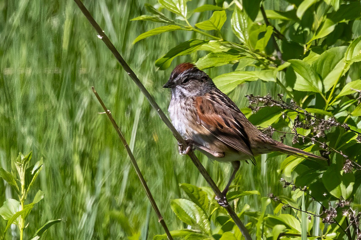 Swamp Sparrow - ML618212329