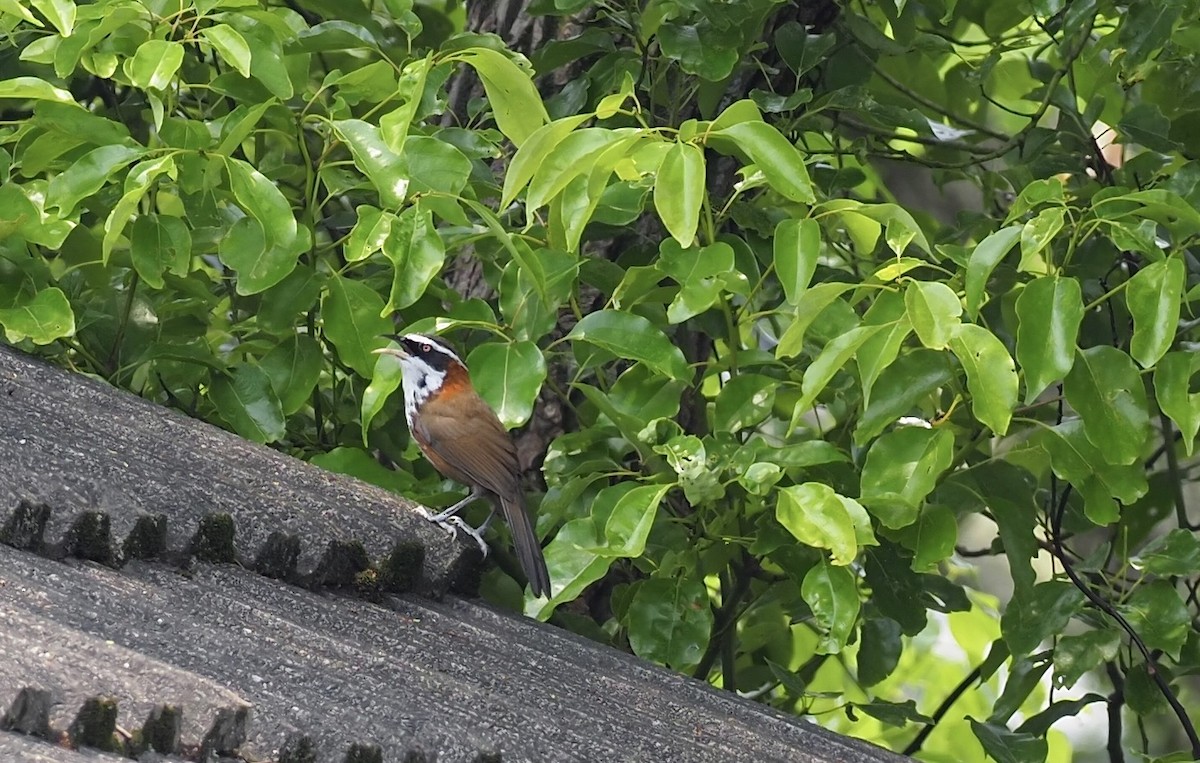 Taiwan Scimitar-Babbler - ML618212348