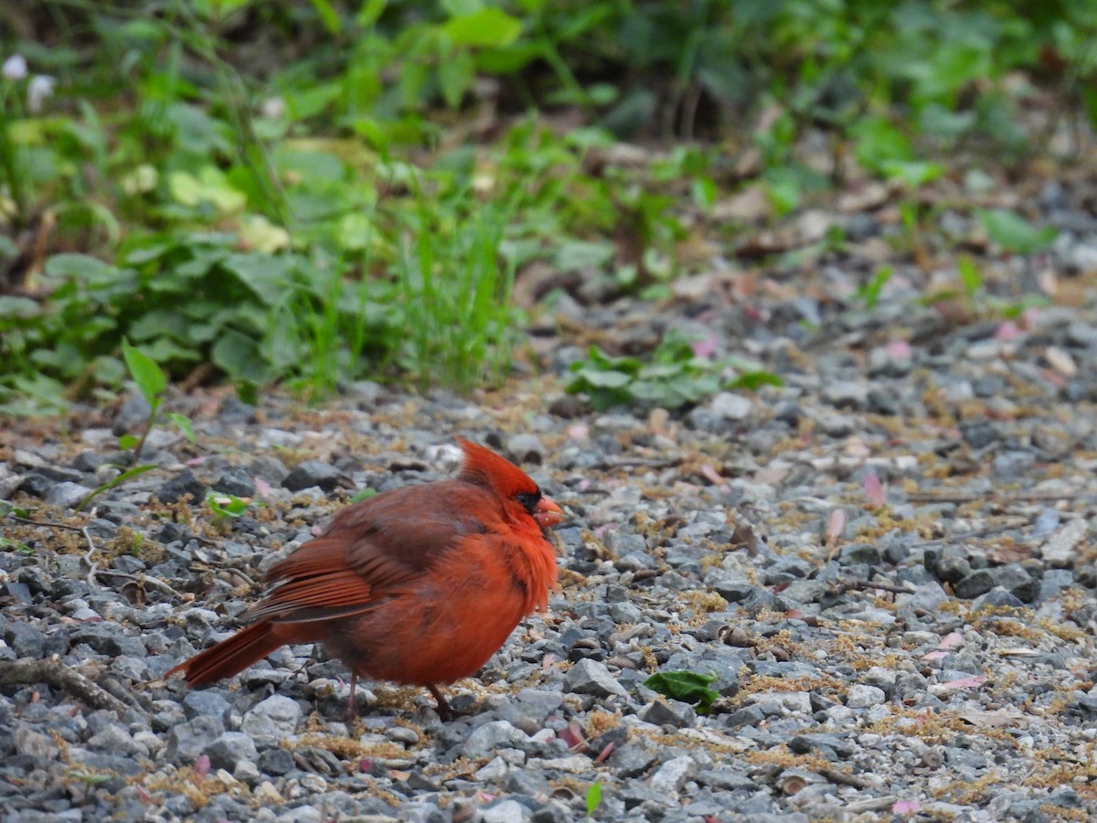 Northern Cardinal - Cynthia Nickerson