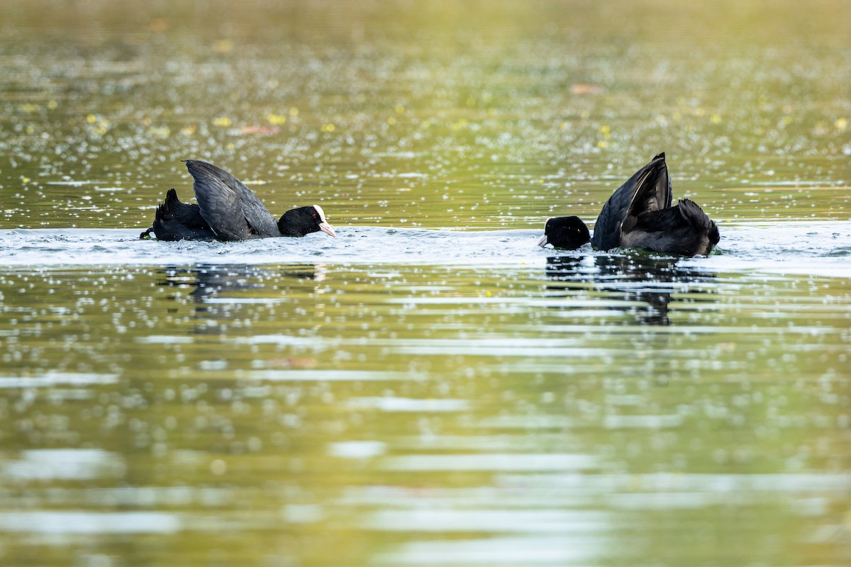 Eurasian Coot - ML618212384