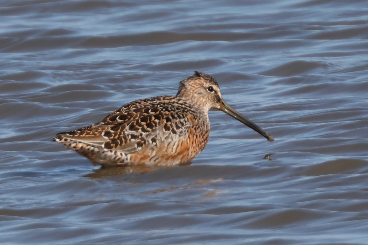 Long-billed Dowitcher - Dave Curtis