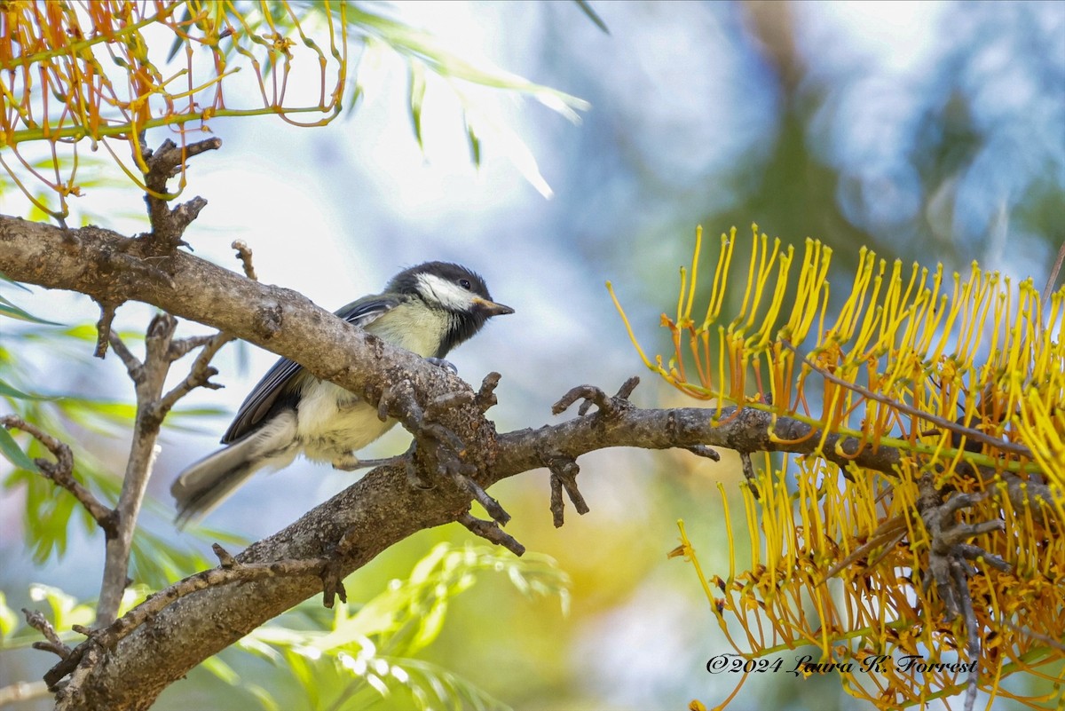 Great Tit - Laura Forrest