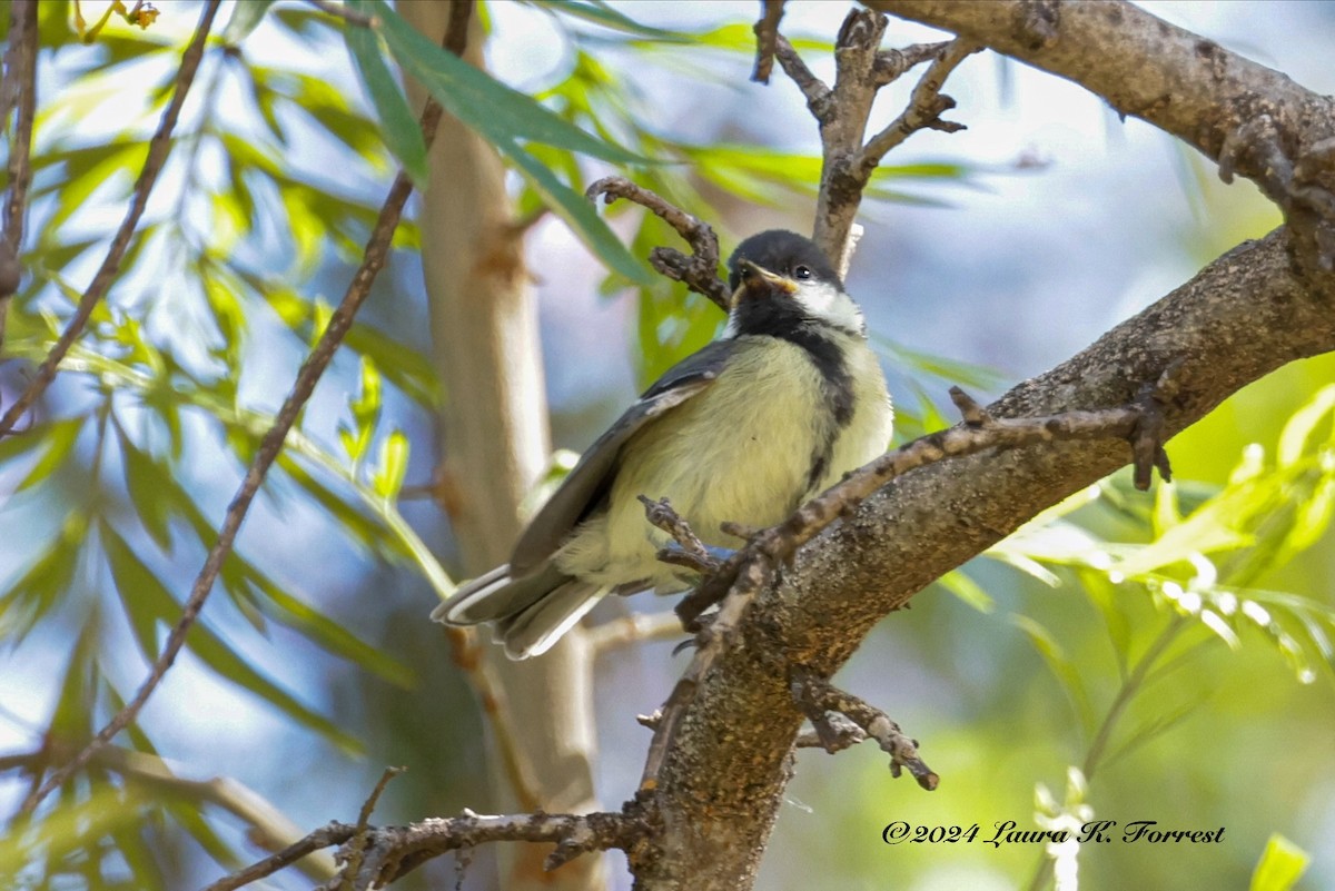 Great Tit - Laura Forrest